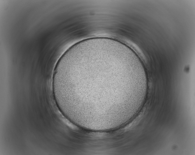 X0000100361236200807031830