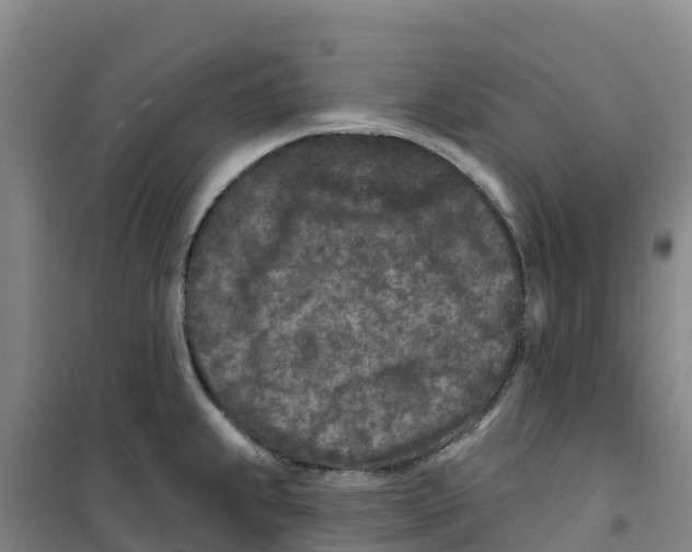 X0000100361239200807031830