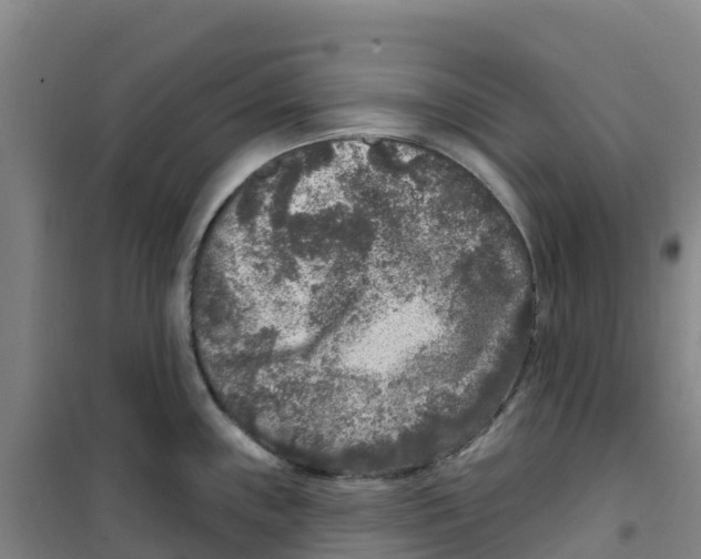 X0000100361243200807031830