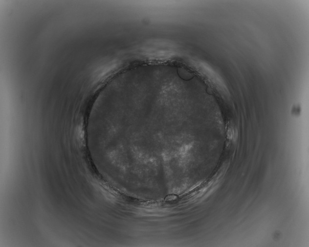 X0000100361252200807031830
