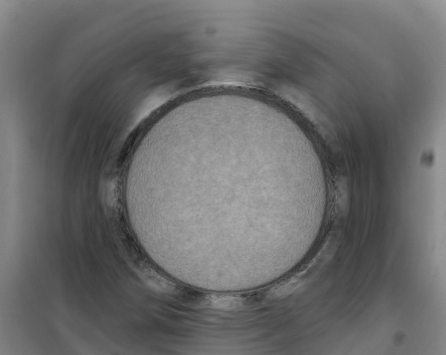 X0000100361258200807031830
