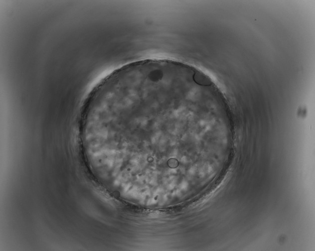 X0000100361263200807031830