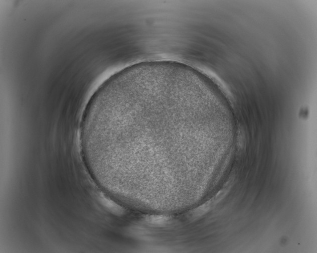 X0000100361278200807031829