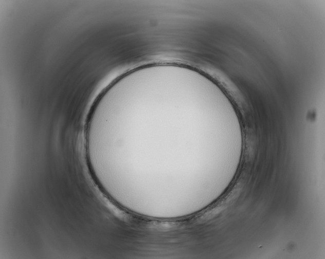 X0000100361286200807031829