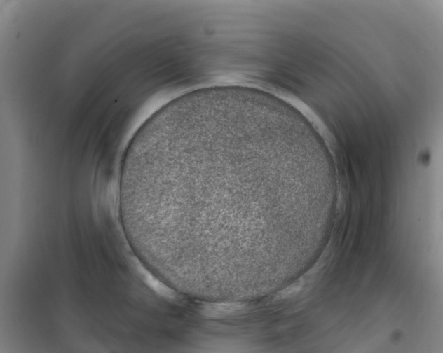 X0000100361294200807031829