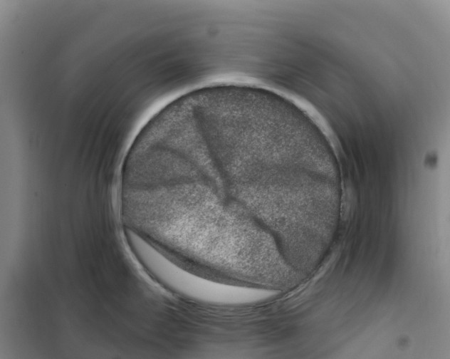 X0000100361295200807031829