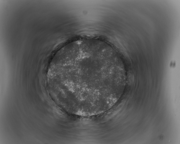 X0000100361297200807031828