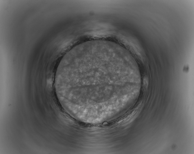 X0000100361300200807031828