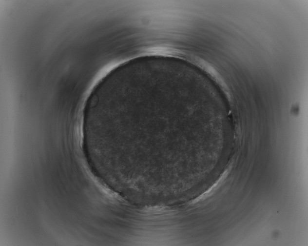 X0000100361323200807031829