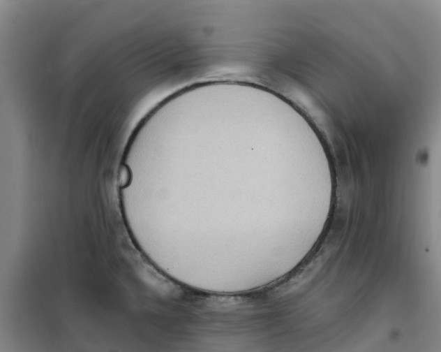 X0000100361336200807031829