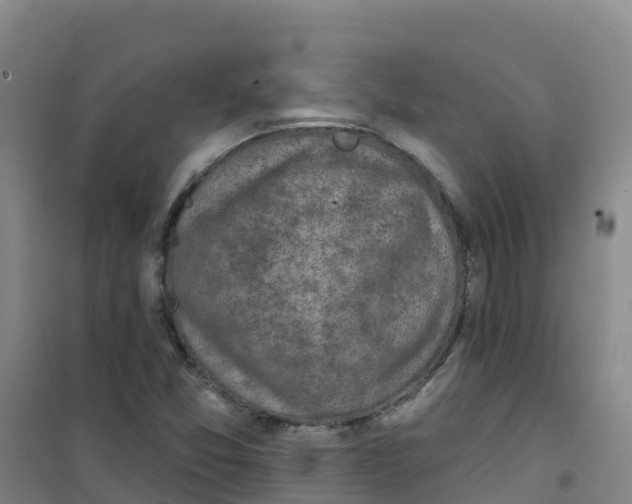 X0000100361357200807031828