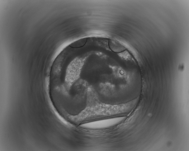 X0000100361383200807031828