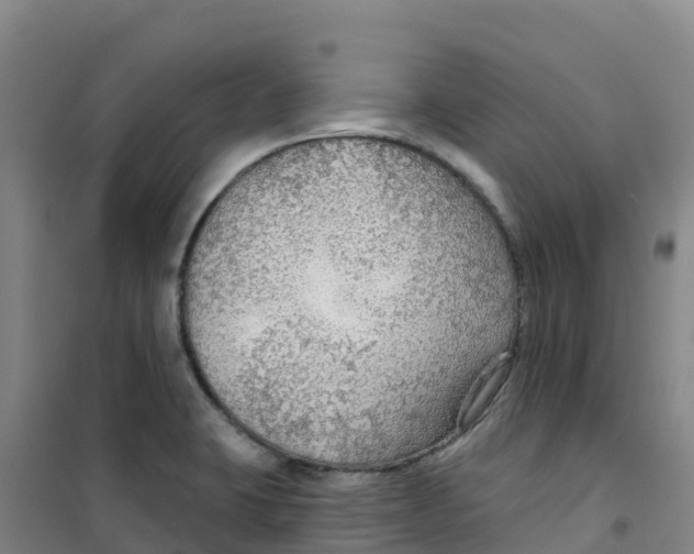 X0000100361423200807031827