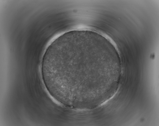 X0000100361429200807031828