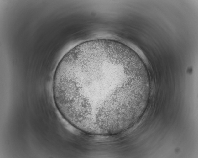 X0000100361439200807031828