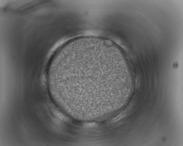 X0000100361454200807031827