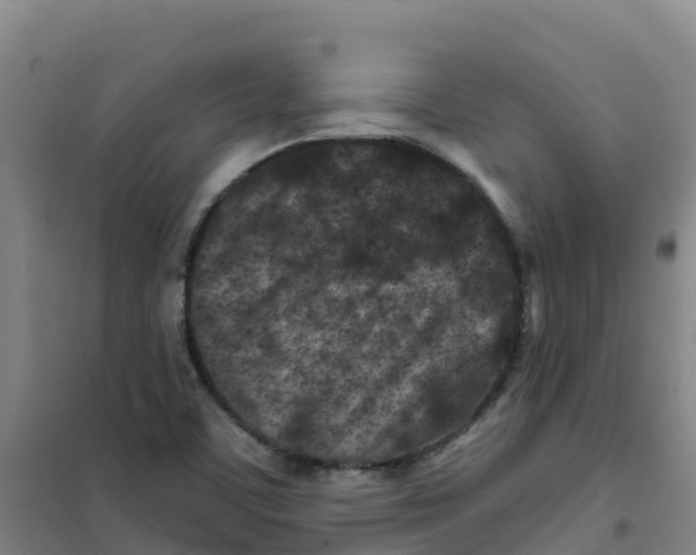 X0000100361459200807031827