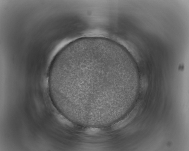 X0000100361462200807031827