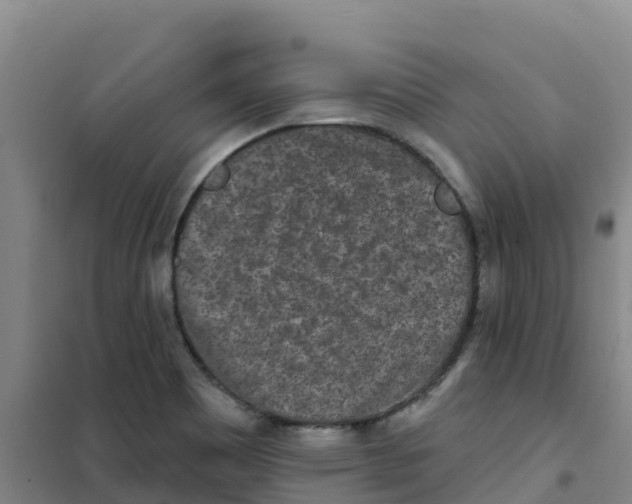 X0000100361465200807031827