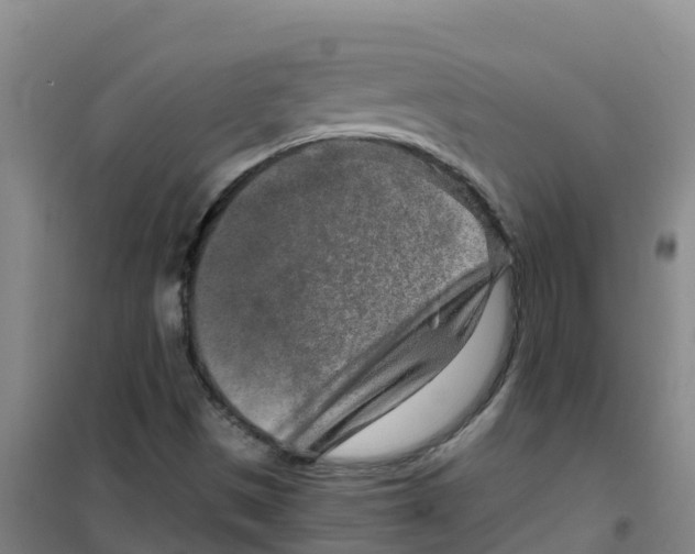 X0000100361497200807031826