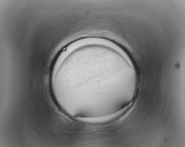 X0000100361506200807031826