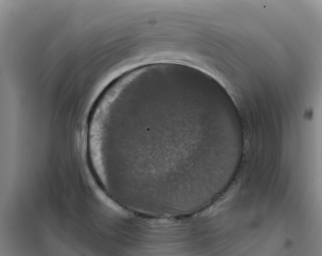 X0000100361515200807031826