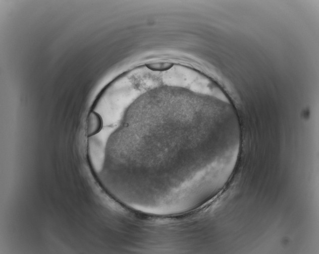 X0000100361522200807031826