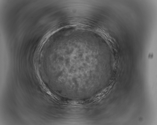 X0000100370241200806061202