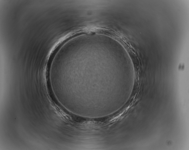 X0000100370244200806061202