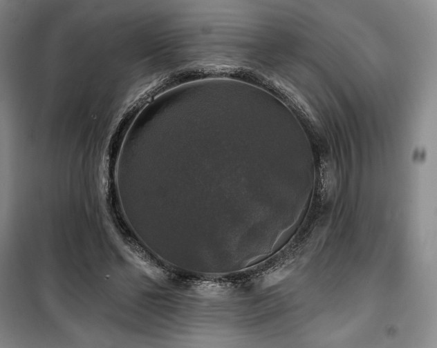 X0000100370494200806061159