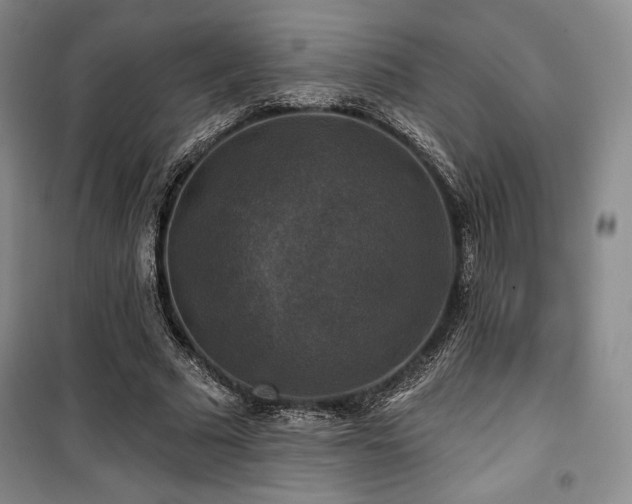 X0000100370681200806061156