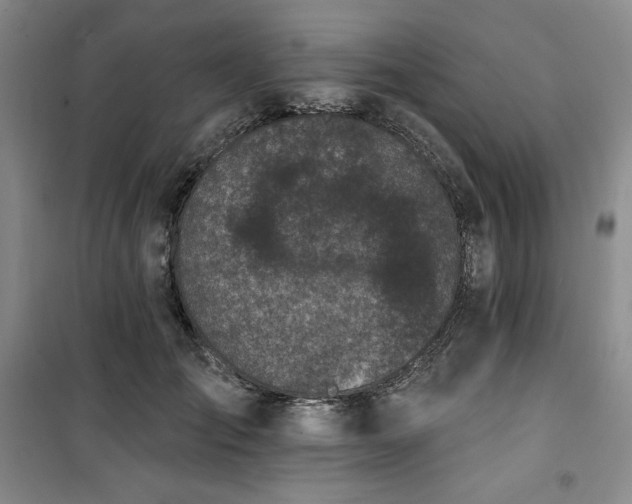 X0000100370701200806061155