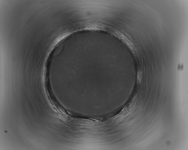 X0000100370724200806061155