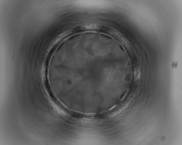 X0000100370725200806061155