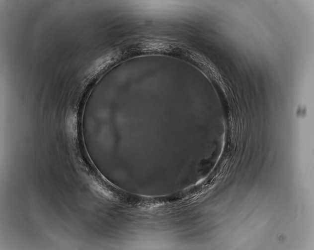 X0000100370729200806061155
