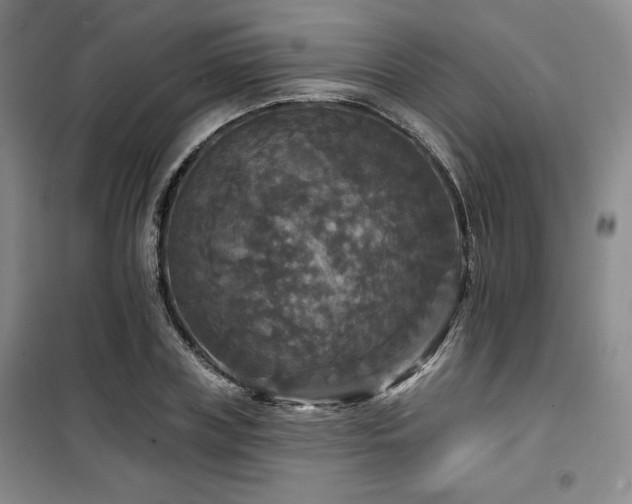 X0000100370835200806061153