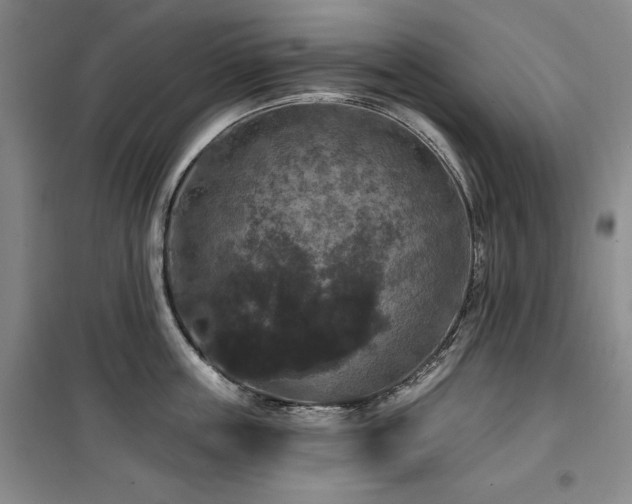 X0000100370859200806061154