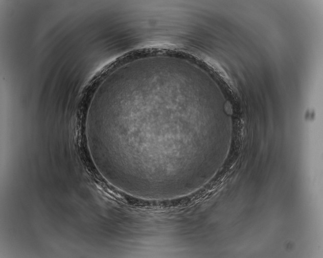 X0000100370872200806061153