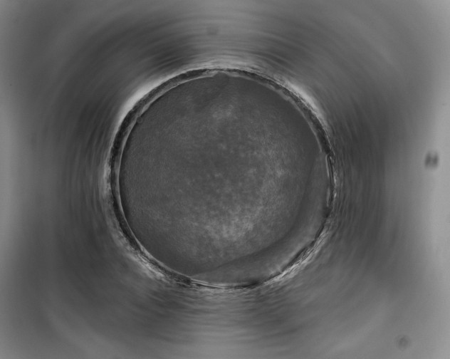 X0000100370928200806061152