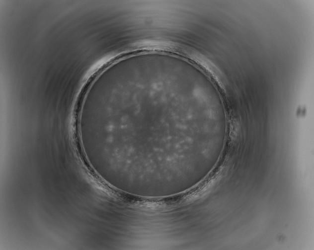 X0000100371074200806061150