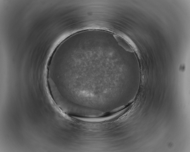 X0000100371096200806061150