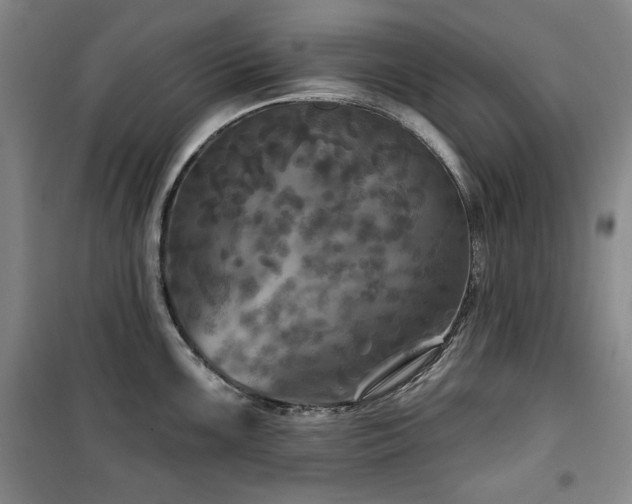 X0000100371099200806061150