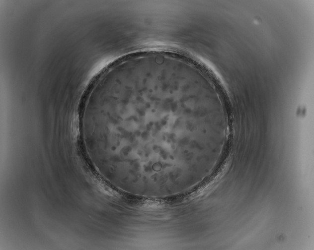 X0000100371267200806061147