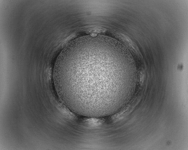 X0000100370326200806131043