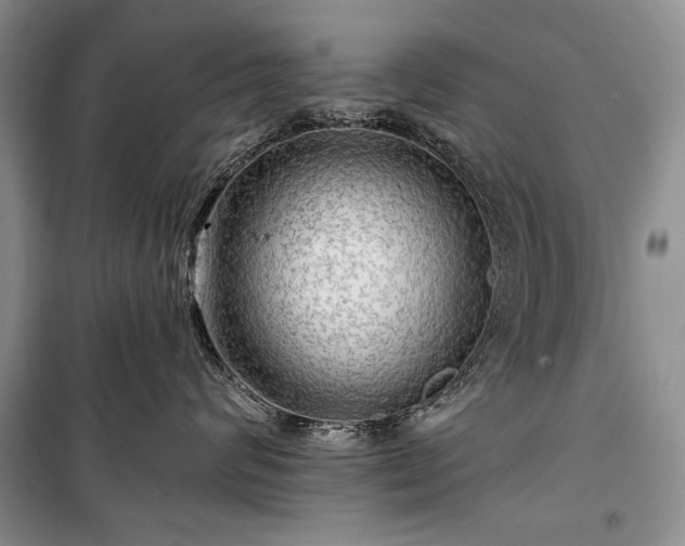 X0000100370624200806131039