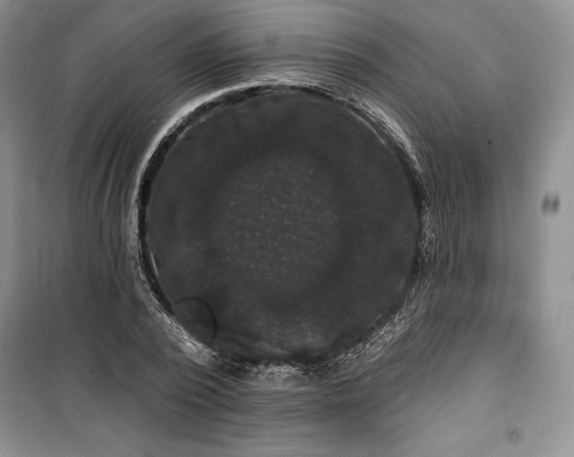 X0000100370784200806131037