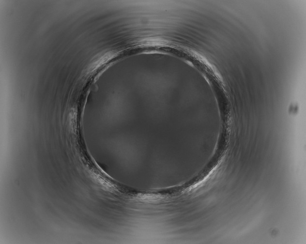 X0000100370825200806131036