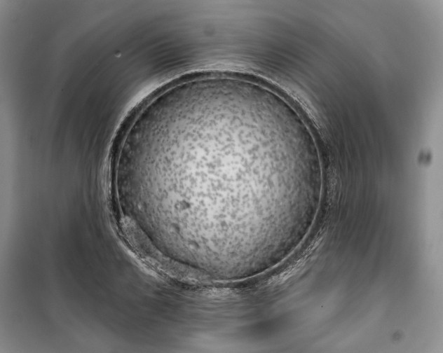 X0000100370982200806131034