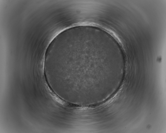 X0000100371228200806131030