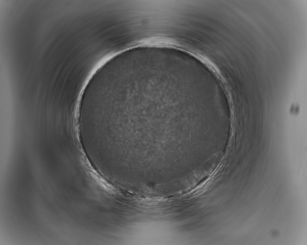 X0000100371248200806131030